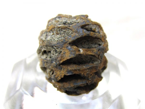 Genuine Cretaceous Age Sequoia Dakotensis Cone Fossil for Sale from South Dakota #13c