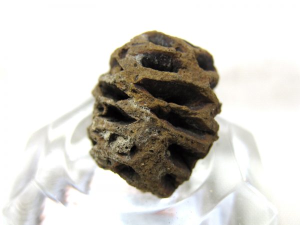 Genuine Cretaceous Age Sequoia Dakotensis Cone Fossil for Sale from South Dakota #14c