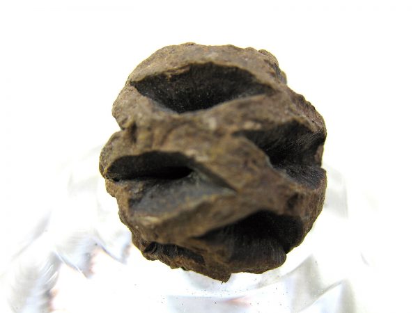 Genuine Cretaceous Age Sequoia Dakotensis Cone Fossil for Sale from South Dakota #15c