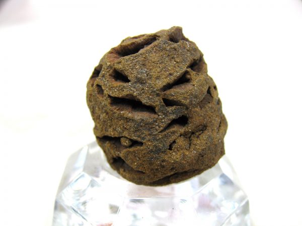 Genuine Cretaceous Age Sequoia Dakotensis Cone Fossil for Sale from South Dakota #21a