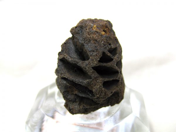 Genuine Cretaceous Age Sequoia Dakotensis Cone Fossil for Sale from South Dakota #25b