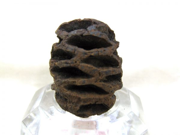 Genuine Cretaceous Age Sequoia Dakotensis Cone Fossil for Sale from South Dakota #4a