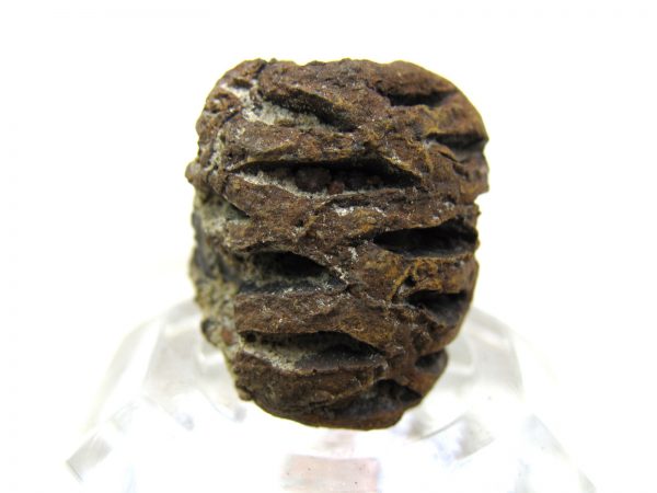 Genuine Cretaceous Age Sequoia Dakotensis Cone Fossil for Sale from South Dakota #9c