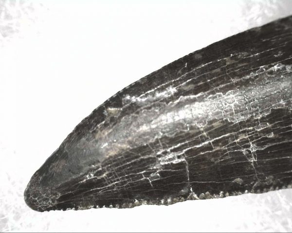 Abelisauridae Dinosaur Tooth #2 - Image 2