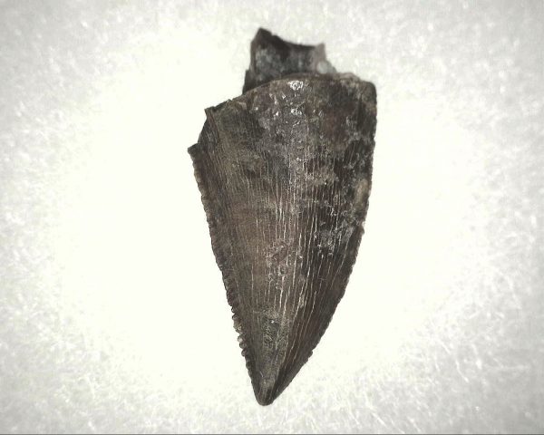 Abelisauridae Dinosaur Tooth #2