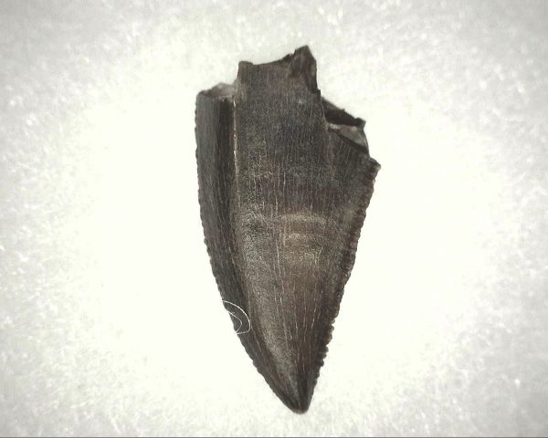 Abelisauridae Dinosaur Tooth #2 - Image 3