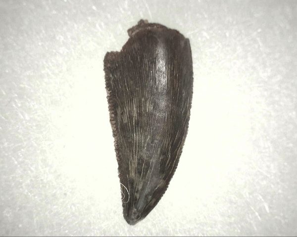 Abelisauridae Dinosaur Tooth #3