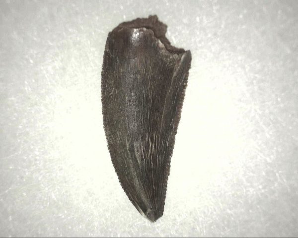 Abelisauridae Dinosaur Tooth #3 - Image 2