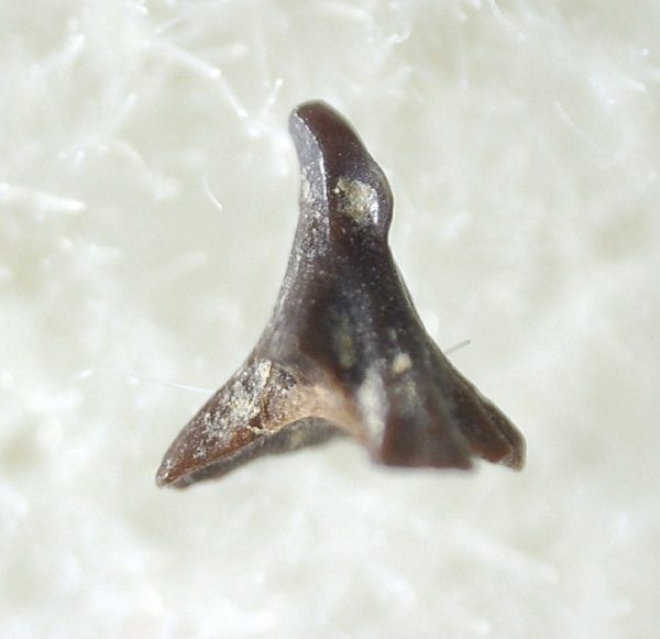 Genuine Fossil Cretaceous Age Shark Skin Denticle for Sale #3