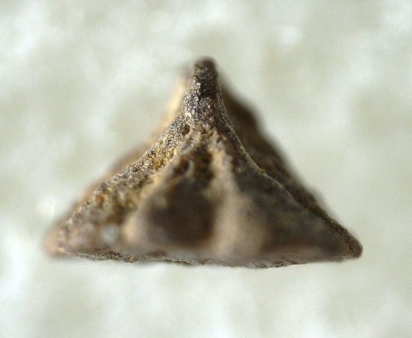 Genuine Fossil Cretaceous Age Shark Skin Denticle for Sale #8