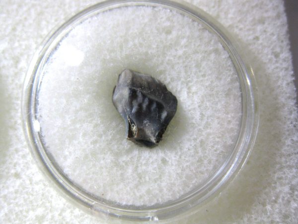 Ankylosaurus Dinosaur Tooth #61