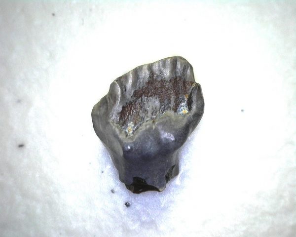 Ankylosaurus Dinosaur Tooth #61 - Image 2