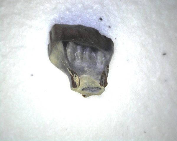 Ankylosaurus Dinosaur Tooth #61 - Image 3