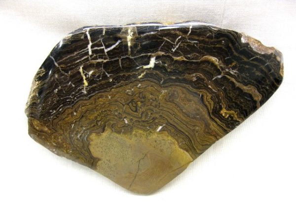 South American Stromatolite #8