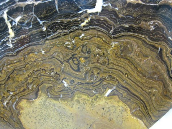 South American Stromatolite #8 - Image 2