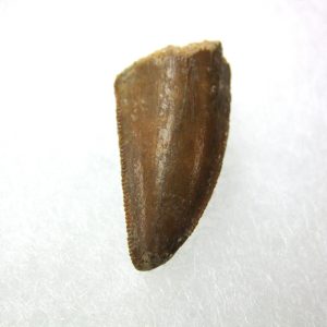 Genuine Cretaceous Age Carcharodontosaurus Dinosaur Tooth From Morocco For Sale #35