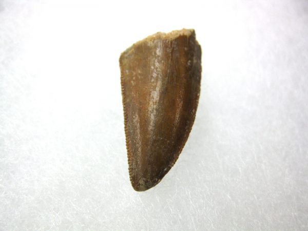 Genuine Cretaceous Age Carcharodontosaurus Dinosaur Tooth From Morocco For Sale #35