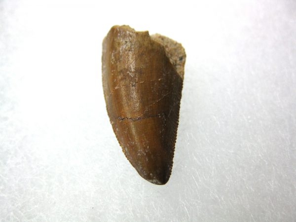 Genuine Cretaceous Age Carcharodontosaurus Dinosaur Tooth From Morocco For Sale #35a