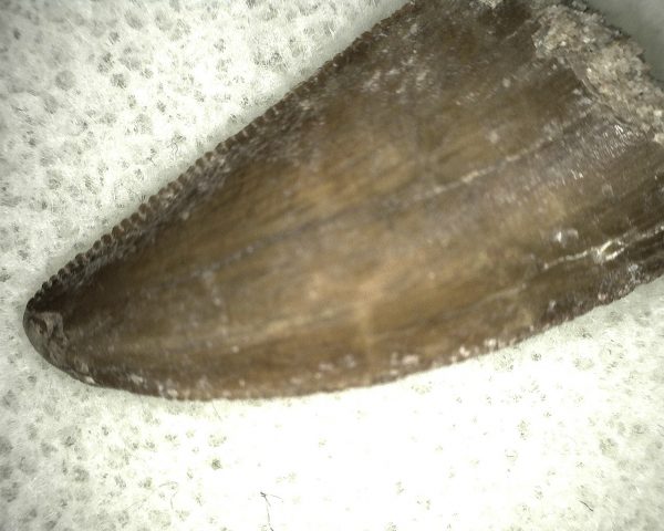 Genuine Cretaceous Age Carcharodontosaurus Dinosaur Tooth From Morocco For Sale #35b