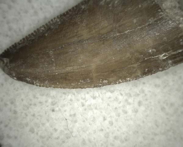 Genuine Cretaceous Age Carcharodontosaurus Dinosaur Tooth From Morocco For Sale #35c