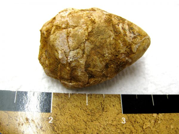 Genuine Cretaceous Age Fish or Shark Coprolite Fossil for Sale from Africa #1