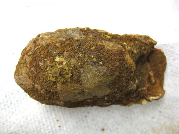 Genuine Cretaceous Age Fish or Shark Coprolite Fossil for Sale from Africa #11b