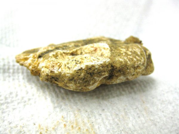 Genuine Cretaceous Age Fish or Shark Coprolite Fossil for Sale from Africa #12b