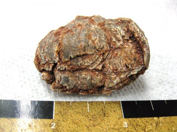 Genuine Cretaceous Age Fish or Shark Coprolite Fossil for Sale from Africa #14