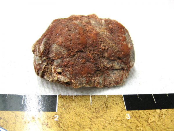 Genuine Cretaceous Age Fish or Shark Coprolite Fossil for Sale from Africa #14a