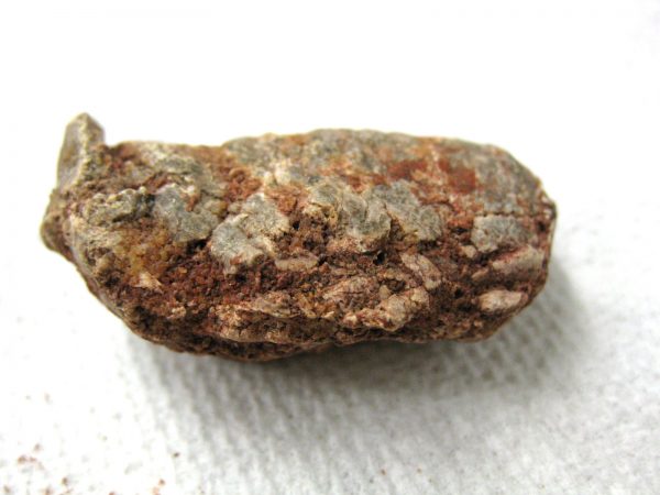 Genuine Cretaceous Age Fish or Shark Coprolite Fossil for Sale from Africa #14b