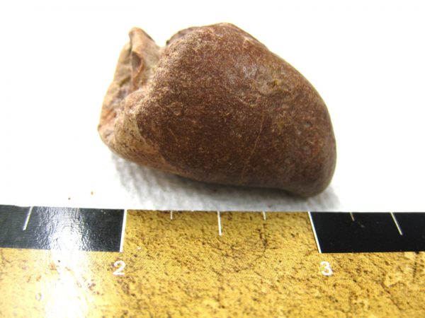 Genuine Cretaceous Age Fish or Shark Coprolite Fossil for Sale from Africa #15