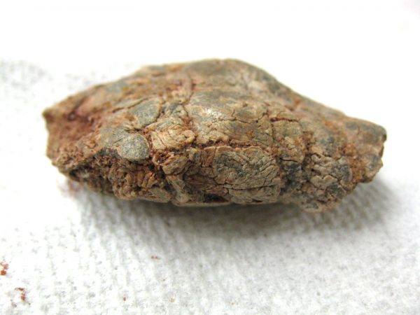 Genuine Cretaceous Age Fish or Shark Coprolite Fossil for Sale from Africa #16b