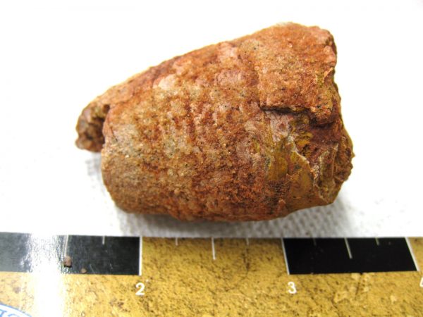 Genuine Cretaceous Age Fish or Shark Coprolite Fossil for Sale from Africa #17