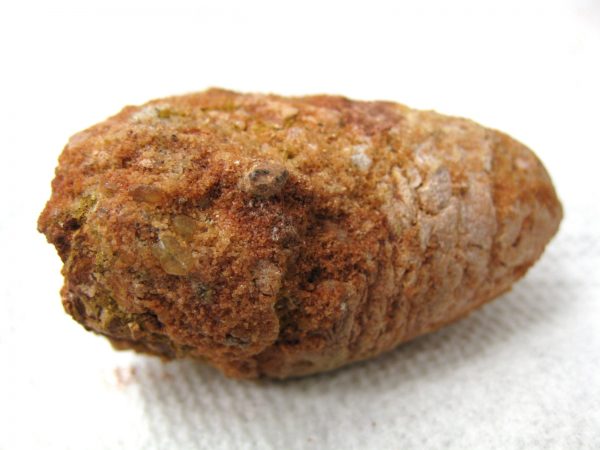 Genuine Cretaceous Age Fish or Shark Coprolite Fossil for Sale from Africa #17b