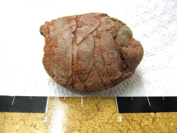 Genuine Cretaceous Age Fish or Shark Coprolite Fossil for Sale from Africa #18