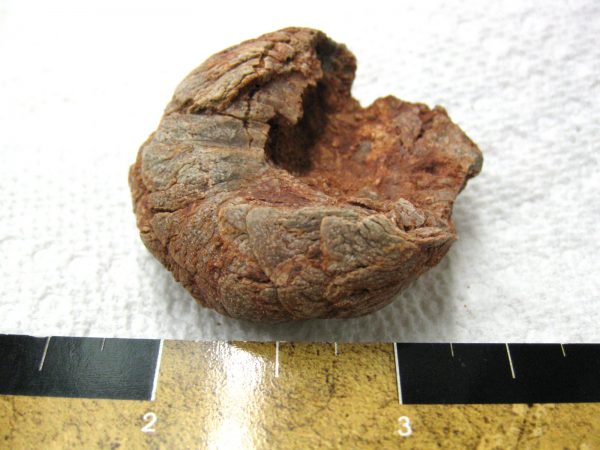 Genuine Cretaceous Age Fish or Shark Coprolite Fossil for Sale from Africa #18a