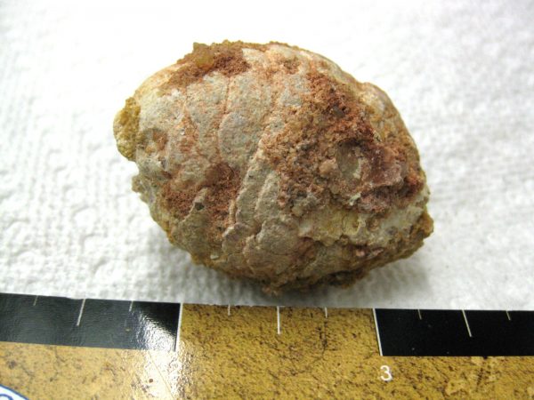 Genuine Cretaceous Age Fish or Shark Coprolite Fossil for Sale from Africa #19a