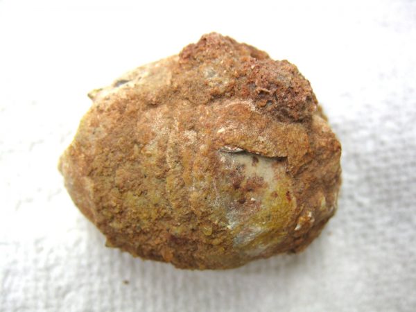 Genuine Cretaceous Age Fish or Shark Coprolite Fossil for Sale from Africa #19b