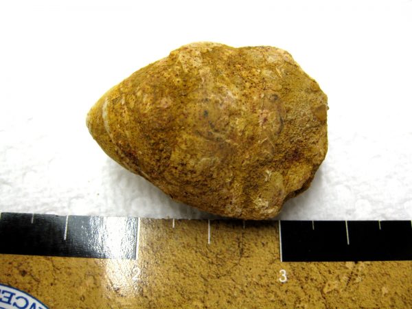 Genuine Cretaceous Age Fish or Shark Coprolite Fossil for Sale from Africa #1a