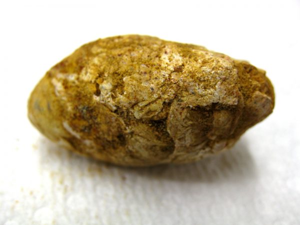 Genuine Cretaceous Age Fish or Shark Coprolite Fossil for Sale from Africa #1b