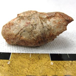 Genuine Cretaceous Age Fish or Shark Coprolite Fossil for Sale from Africa #2