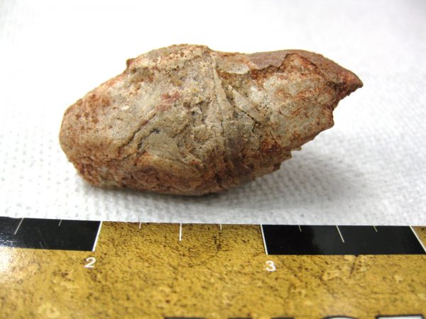 Genuine Cretaceous Age Fish or Shark Coprolite Fossil for Sale from Africa #2