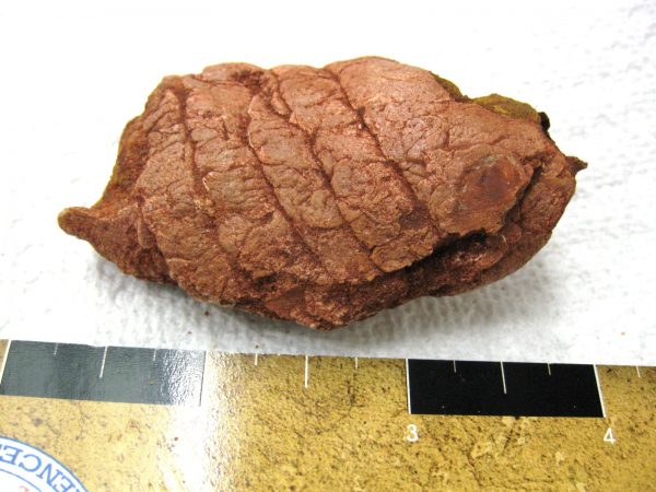 Genuine Cretaceous Age Fish or Shark Coprolite Fossil for Sale from Africa #20