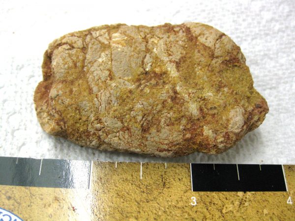 Genuine Cretaceous Age Fish or Shark Coprolite Fossil for Sale from Africa #21