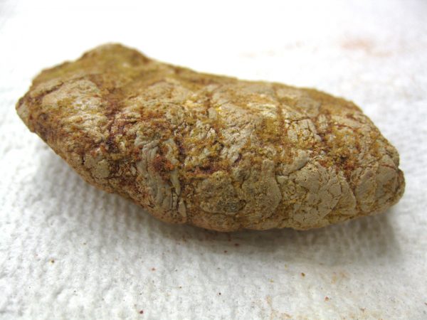 Genuine Cretaceous Age Fish or Shark Coprolite Fossil for Sale from Africa #21b