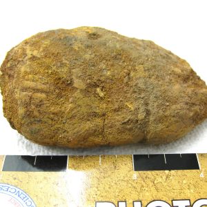 Genuine Cretaceous Age Fish or Shark Coprolite Fossil for Sale from Africa #22