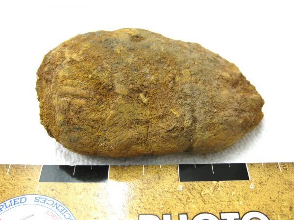 Genuine Cretaceous Age Fish or Shark Coprolite Fossil for Sale from Africa #22