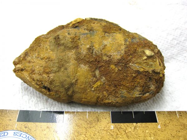 Genuine Cretaceous Age Fish or Shark Coprolite Fossil for Sale from Africa #22a