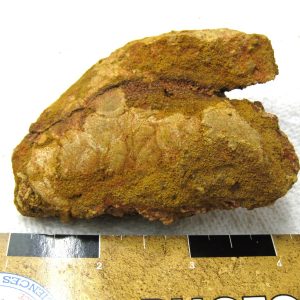 Genuine Cretaceous Age Fish or Shark Coprolite Fossil for Sale from Africa #23