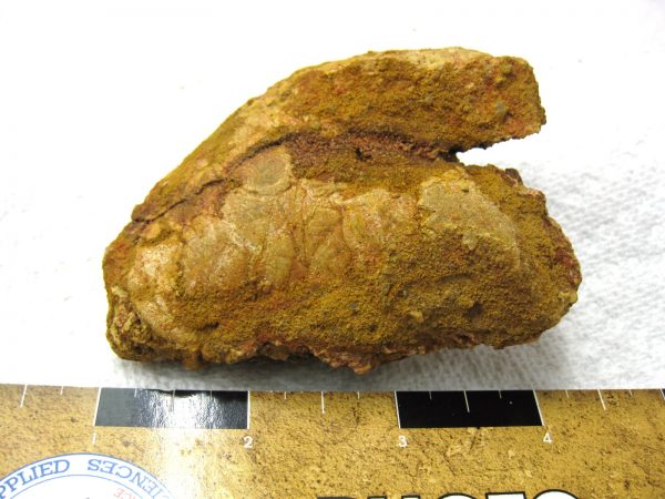 Genuine Cretaceous Age Fish or Shark Coprolite Fossil for Sale from Africa #23